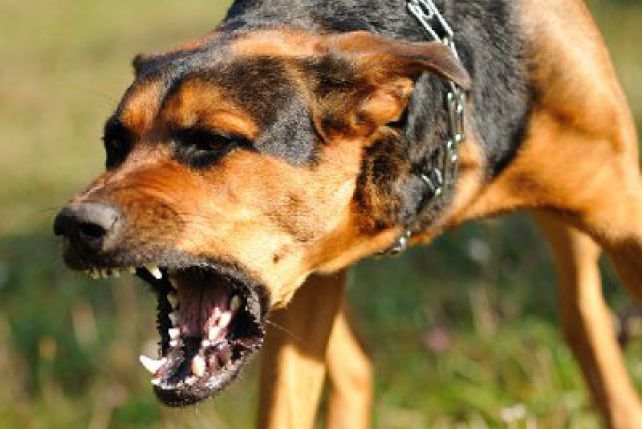 Шлепание собаки – почему это наказание не работает