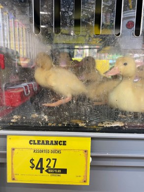 Tractor Supply Company Assorted Ducks