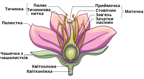 Будова квітки - Яка будова квітки?