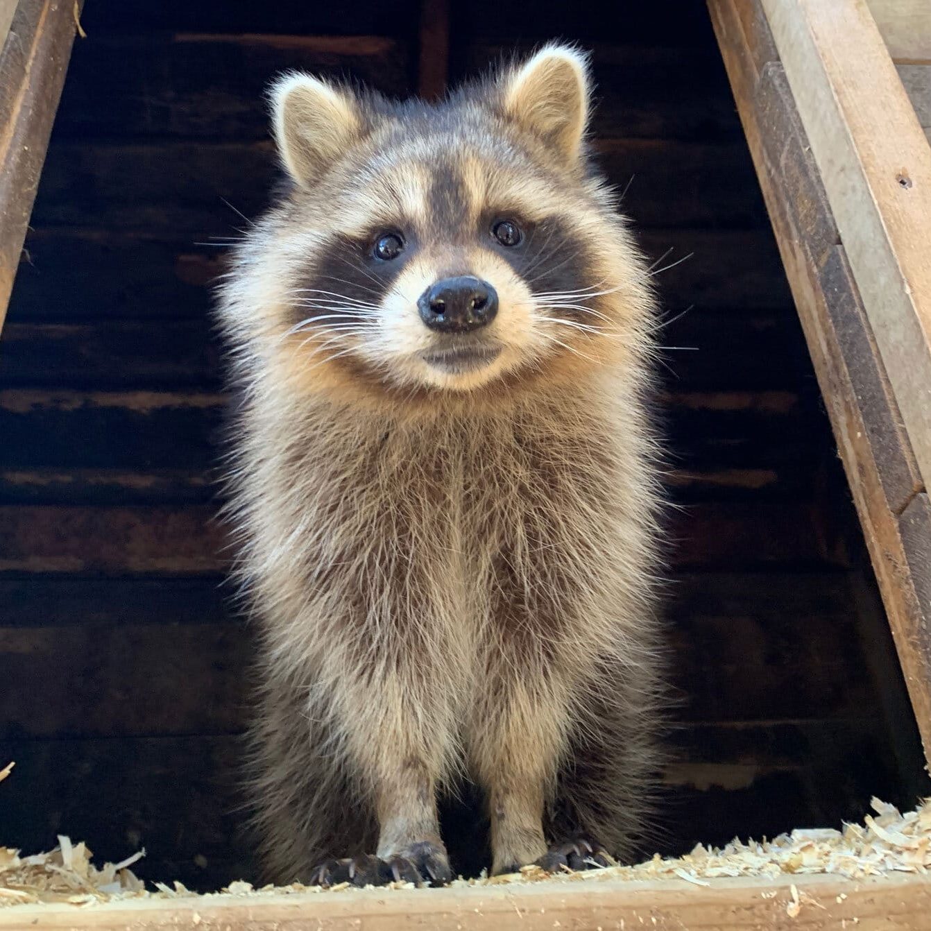 фото Меллі єноти». />Фотографії: Mally’s Third Chance Raccoon Rescue & Реабілітаційний заповідник</p><h2 class=