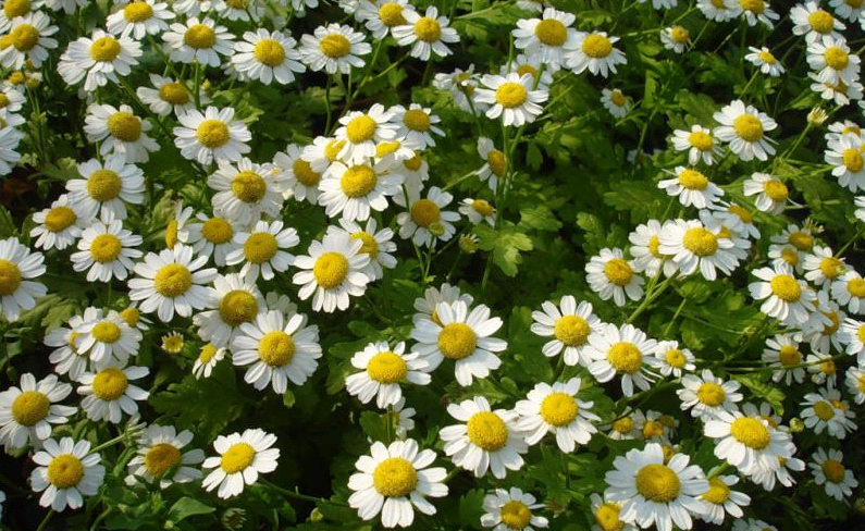 Голова перестане боліти, якщо будете приймати ці прості засоби…