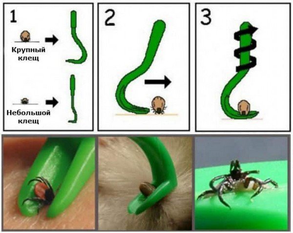 Кліщі - Як видалити кліща?