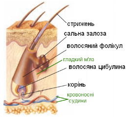 Волосяні фолікули - Що таке волосяні фолікули?