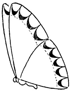 Як намалювати метелика - малюємо мтелика поетапно, малюнок метелика адмірал