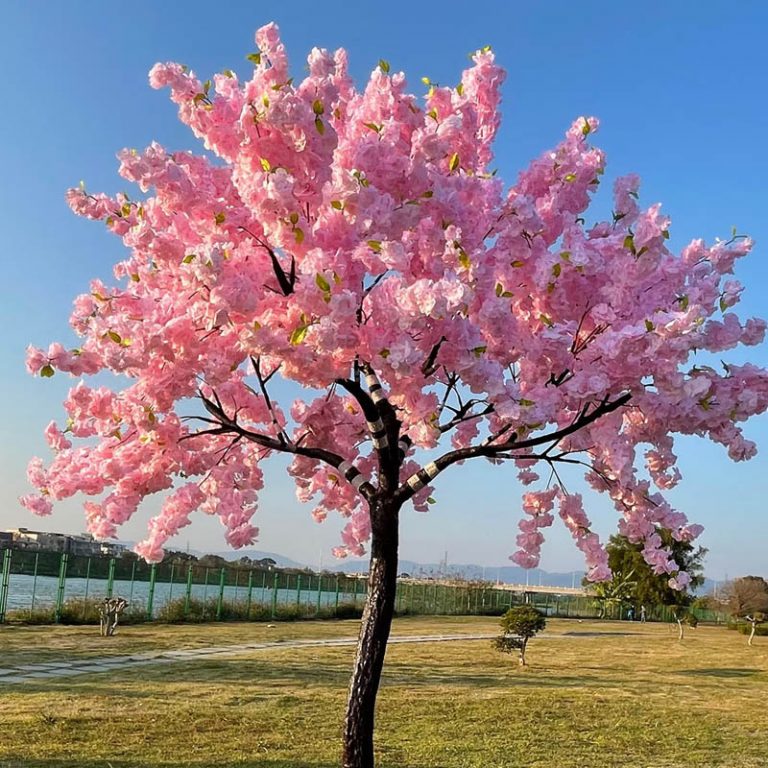Дерево сакура: символ весни, декоративна цінність і різноманіття форм